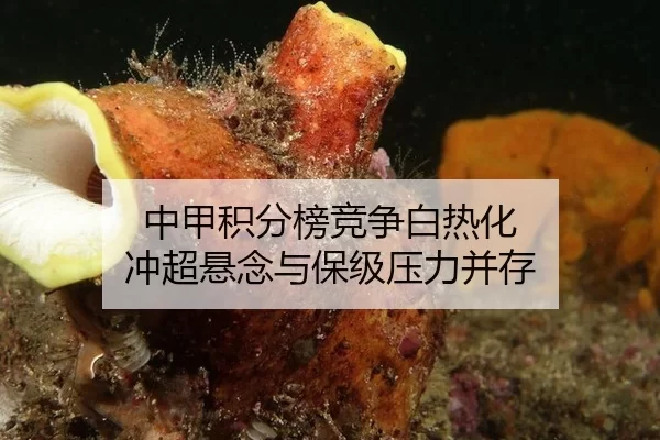 中甲积分榜竞争白热化 冲超悬念与保级压力并存